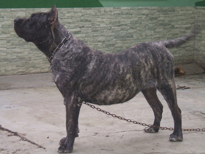 DSCF1833 - snoopyfightdogo  canario