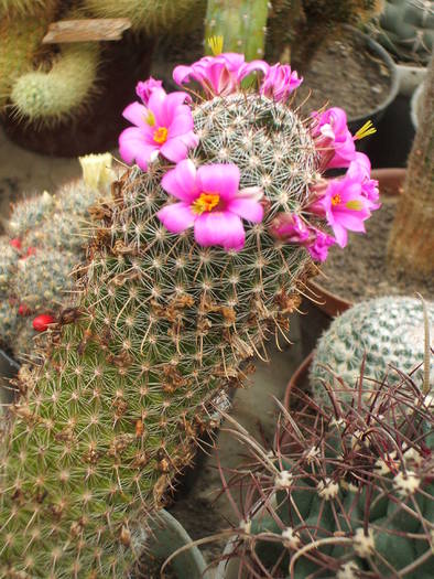 Mammilaria oliviae