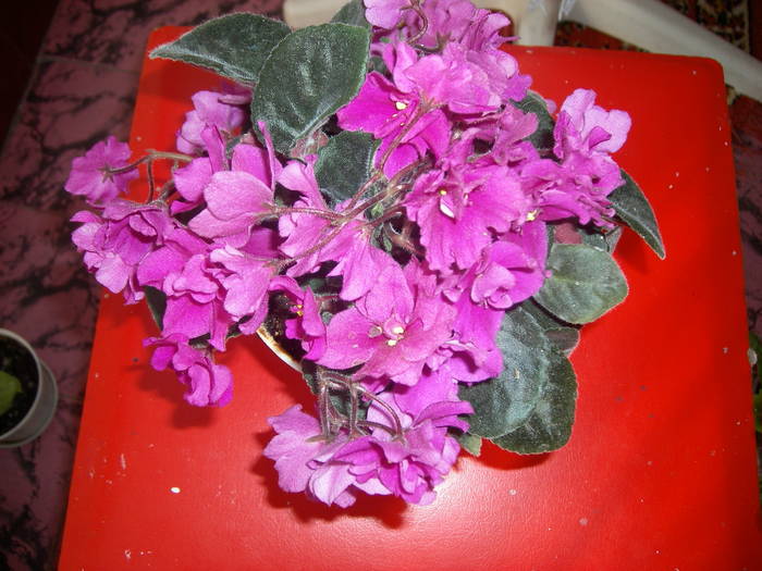 Violete de Parma - Flori - 2009