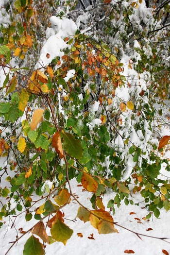 Iarna-Maramures_25 - octombrie-iarna-alb