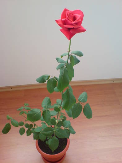 DSC01615 - Trandafiri