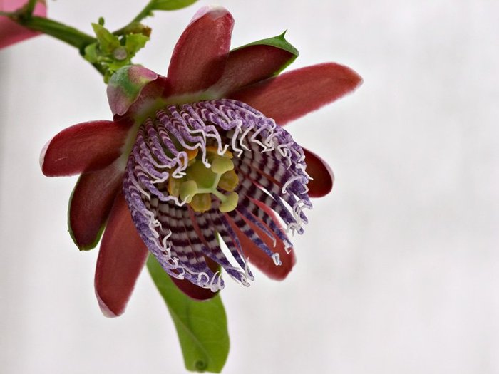 passiflora_alata[1] - flori