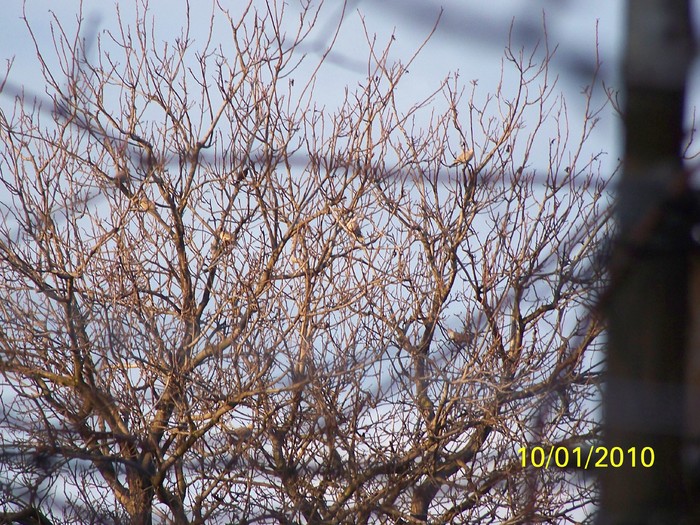 100_9031 - Cer Flori Pasari