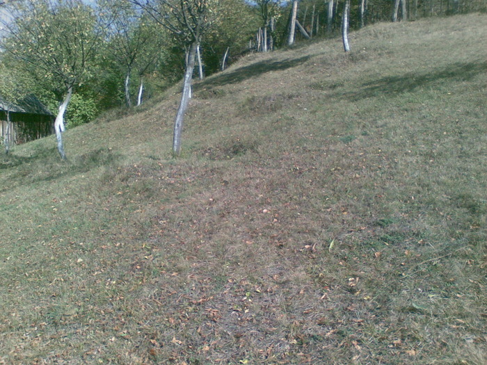 01102009(004) - vanatoare padure