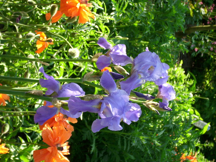 DSCI0596 - flori din gradina mea