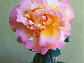 CB035602 - poze flori