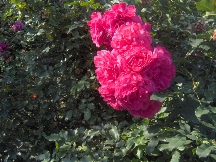 rosarium uterssen - trandafirii in octombrie 2009