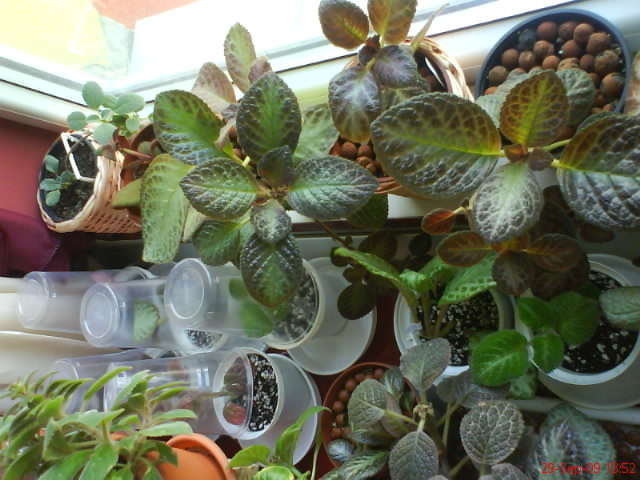 Episcii - poza grup; Episcii - poza grup
