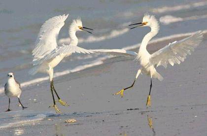 imagenes-divertidas-2-peq