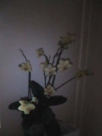 26.01 - orhidee 2009