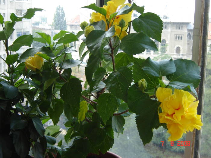 Copie a DSC02289 - flori