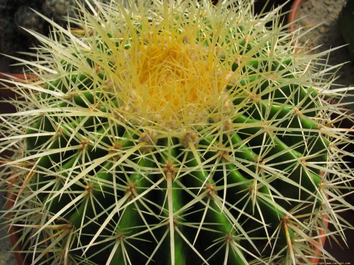 echinocactus_grusoni
