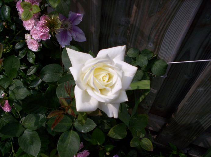 Trandafir alb mic 10 iun 2008 (1) - trandafiri