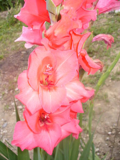 baby baby 493 - gladiole 50 culori- bulbii de vanzare