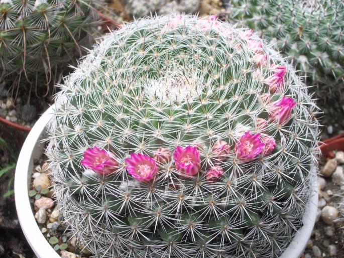 Mammillaria - cactusi