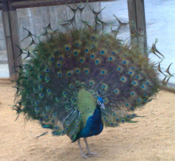 291120091101 - mini holiwood