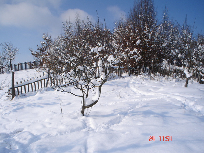 DSC08794 - Bella ianuarie 2010