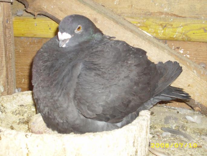 mascul 2006 - porumbei voiajori americani si standard romanesc