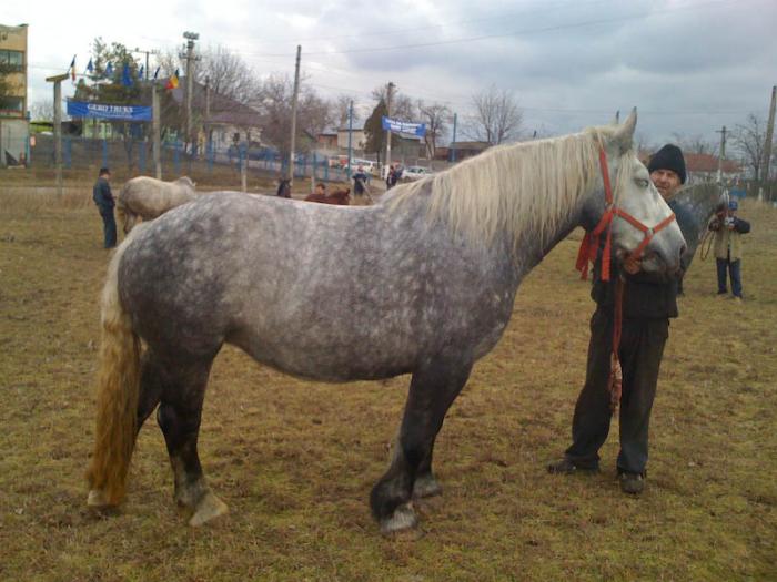 Percheron - Cai de rasa Percheron