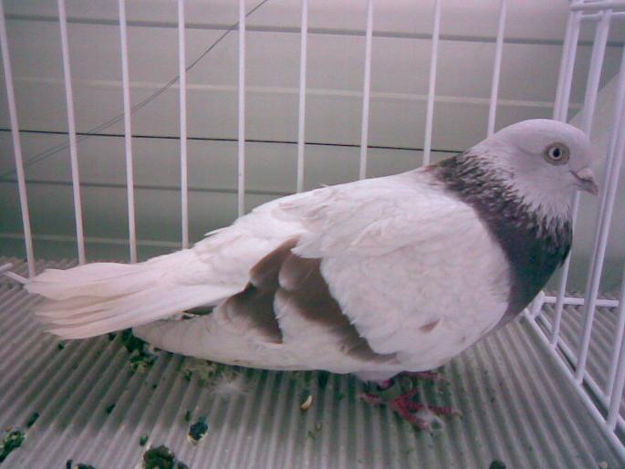 bujor 1 - 1503 partea 1