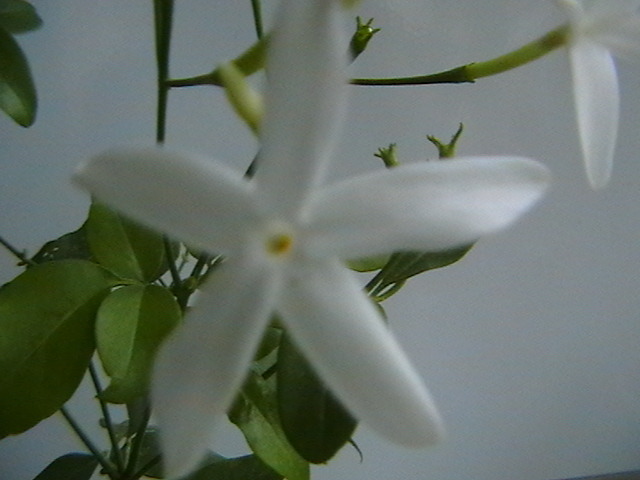 IMGA0726 - jasminum