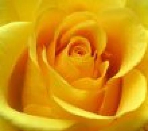 trandafir galben - flori