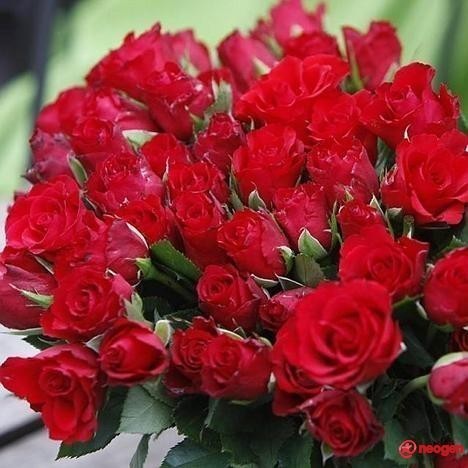 cbd1166a_0050000865376_00_600 - Trandafiri