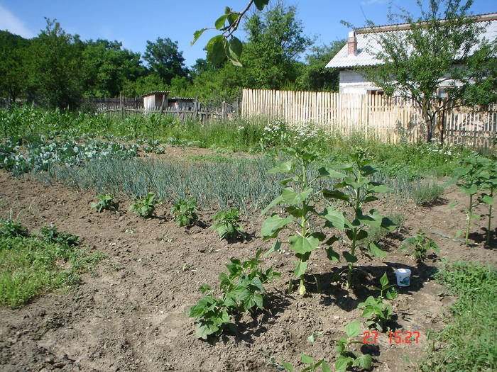 DSC05910 - albine alte noutati