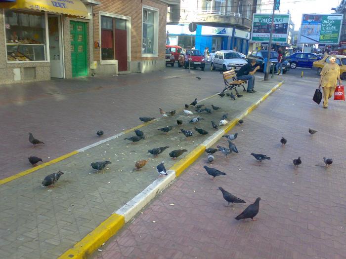 15082008857 - 18a Constanta 1