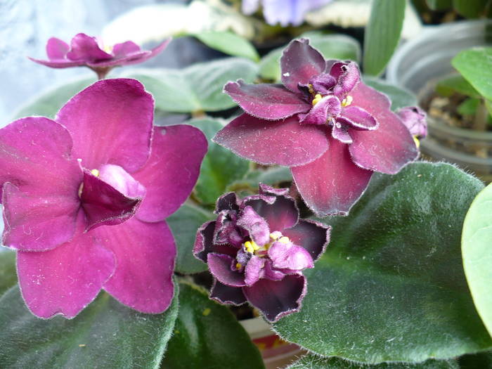Vampire's Kiss - Saintpaulia - violete de camera