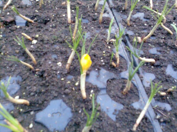 crocus