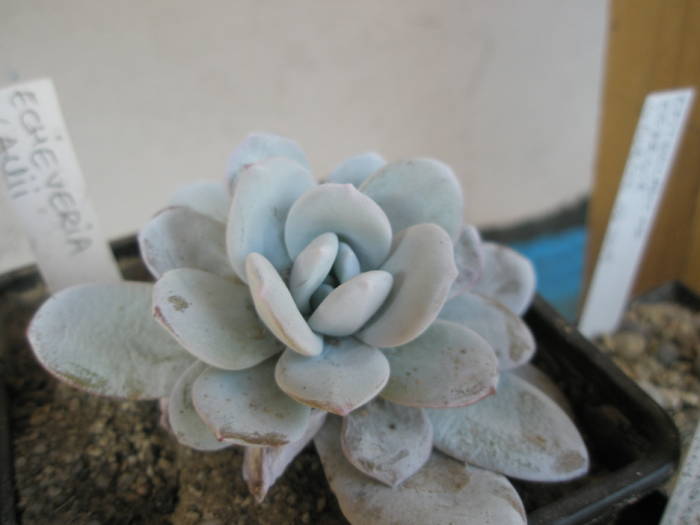 Echeveria lauii - Echeveria 2009