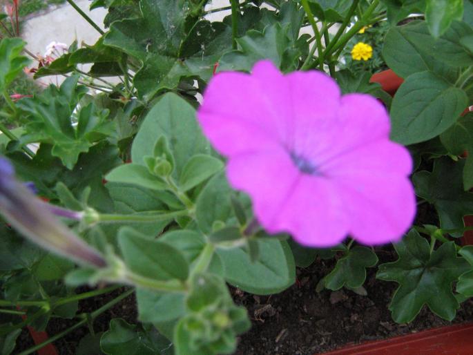 petunie - floricele