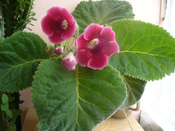 gloxinia