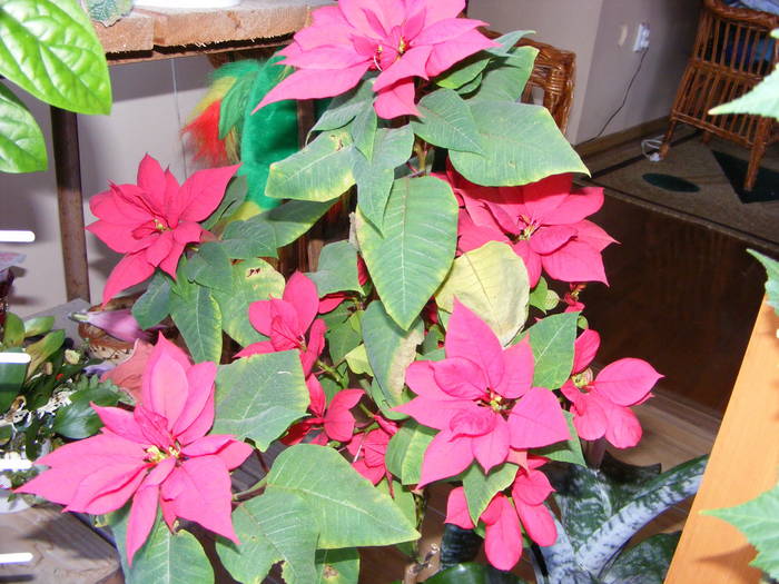 Poinsettia