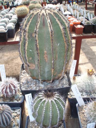 Uebelmannia pectinifera