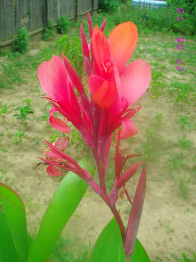 canna rosie - Canna