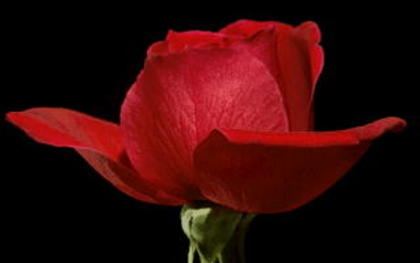 REDROSE