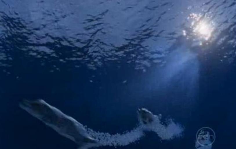 KHGTOAZSSXFWKJHDZNN[1]