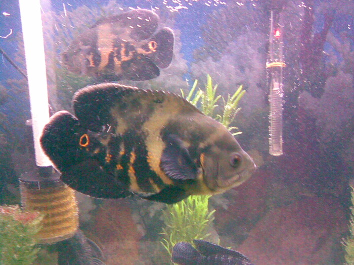 Astronotus Ocelatus