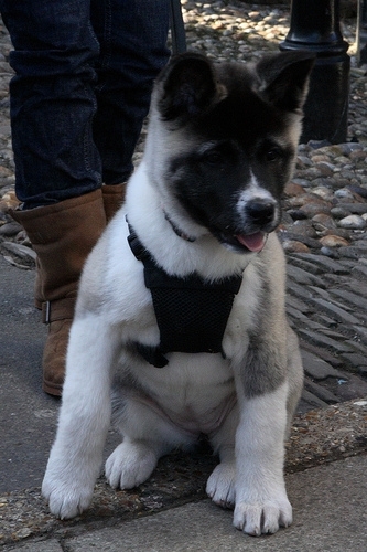 cd006dc8d0a347c03d8ffb09637b4bca - CATELUSI