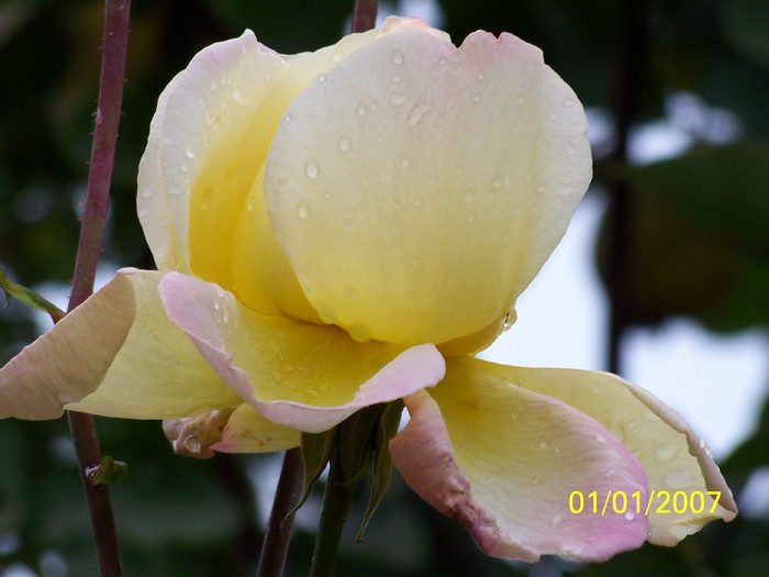 100_3894 - Toamna in curte  Timisoara