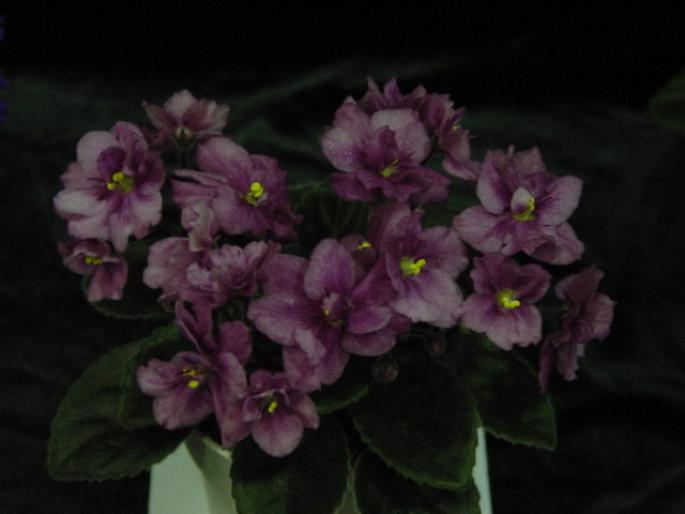 Robs_Fiddle_Faddle_2005avsa_5 - violete de pe net 1