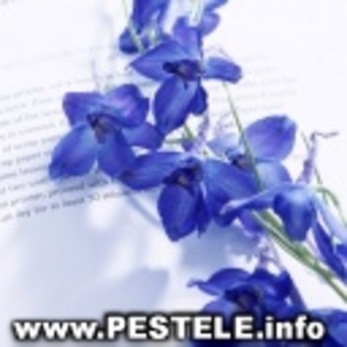 avatare%20poze%20flori%20poze%20avatar%20cu%20flori%20imagini%20flori%20trandafiri%20imagini%20de%20