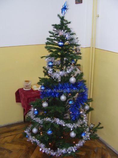 brad-de-craciun-2 - Craciun