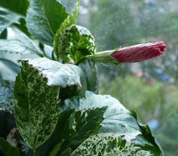 Boboc Surinam - HIBISCUSI