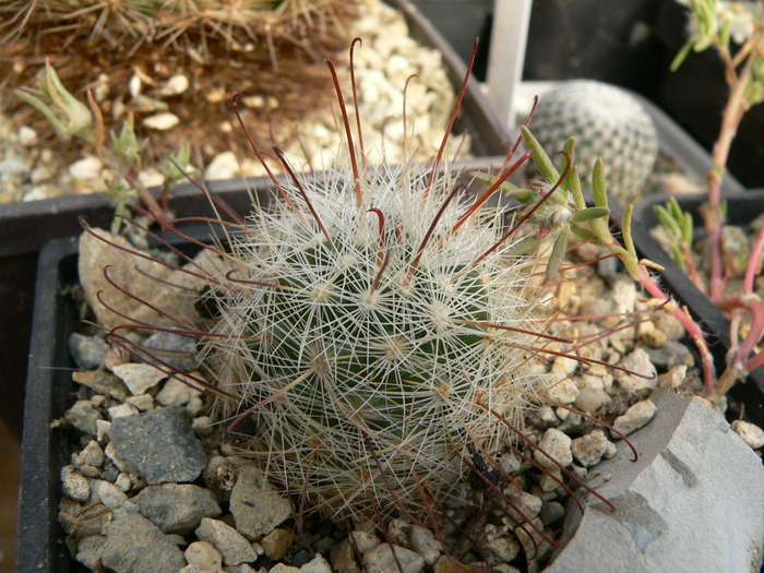 mammillaria_longiflora