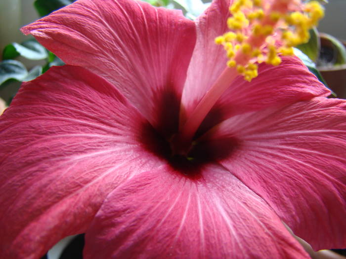 DSC07646 - Hibiscus 2009