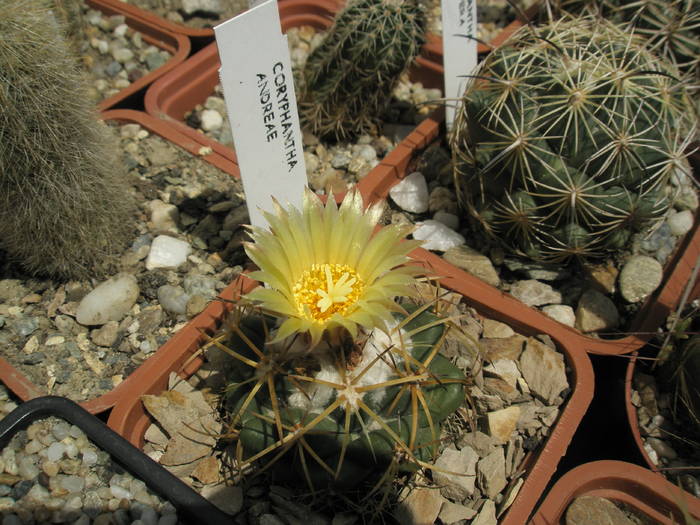 Coryphantha andreae - CACTUSI - ANUL 2008