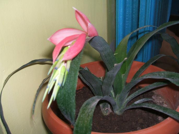 billbergia - Flori